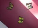 The Flight of the Flutterbye.jpg